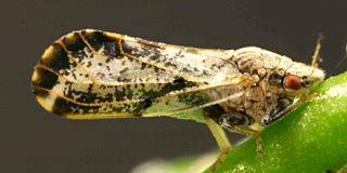 Read more about the article Beware the Citrus Psyllid