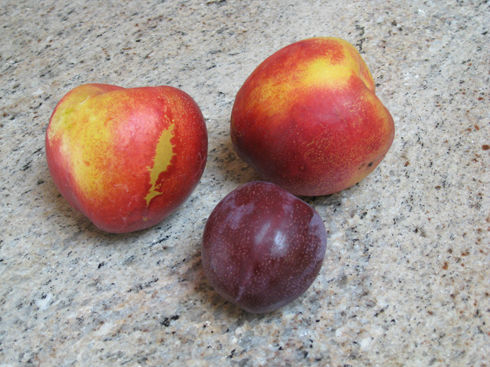 Nectarines and plums