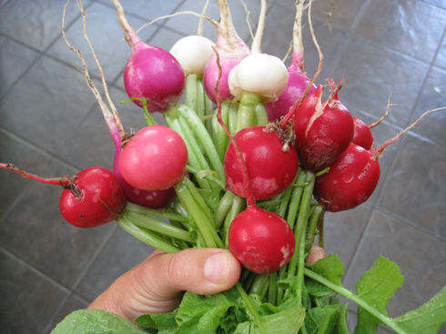 You are currently viewing Radishes – Nature’s Fast Food