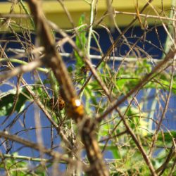 Pruning Asparagus