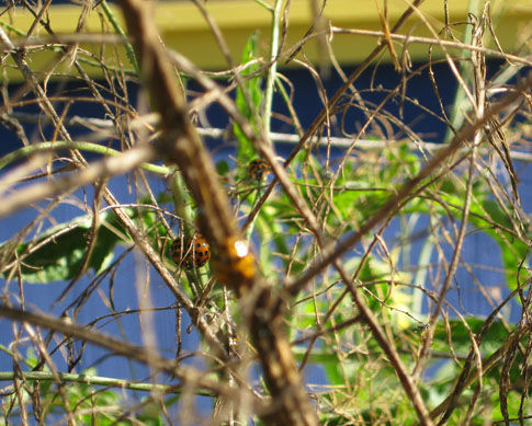 You are currently viewing Pruning Asparagus