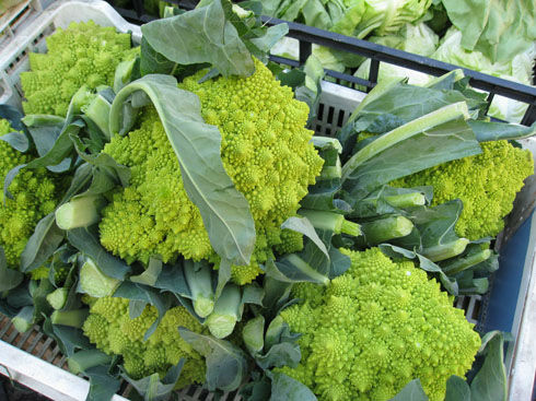 romanescobroccoli