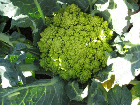 growing romanesco broccoli