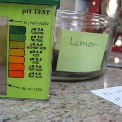 How to Do a Home Soil Test for Citrus