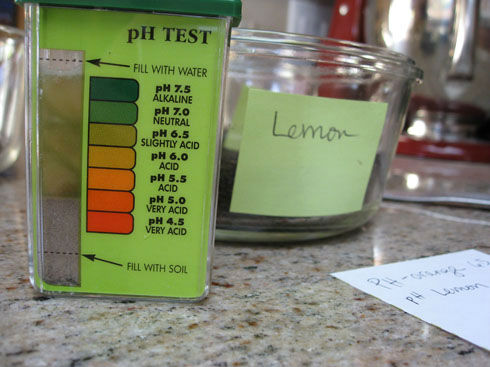 Read more about the article How to Do a Home Soil Test for Citrus