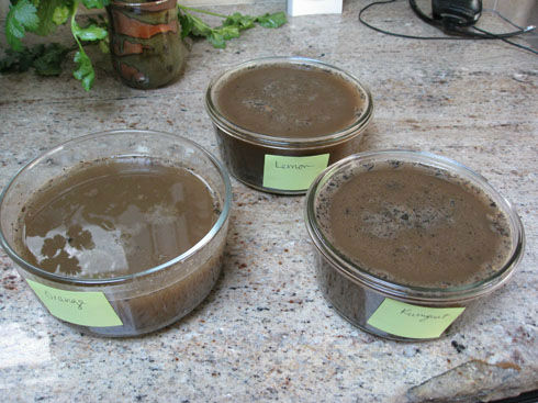 wetsoilsamples