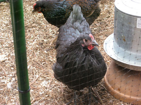 BiddytheAustralorp