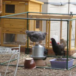 Chickens – Part 2: The Arrival