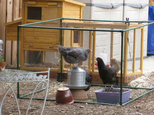 You are currently viewing Chickens – Part 2: The Arrival