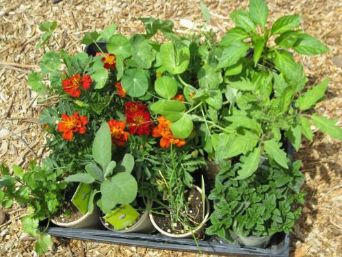 Read more about the article Get Ready to Plan Your Garden for Spring!