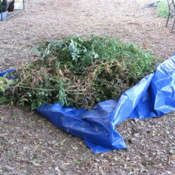 Ask Gardenerd: Lumpy Tomato Roots, Root Nematodes