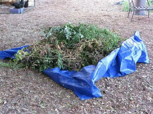 You are currently viewing Ask Gardenerd: Lumpy Tomato Roots, Root Nematodes