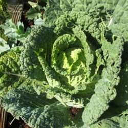 Ask Gardenerd: What’s Eating My Cabbage and Spinach?
