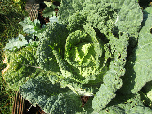 Read more about the article Ask Gardenerd: What’s Eating My Cabbage and Spinach?