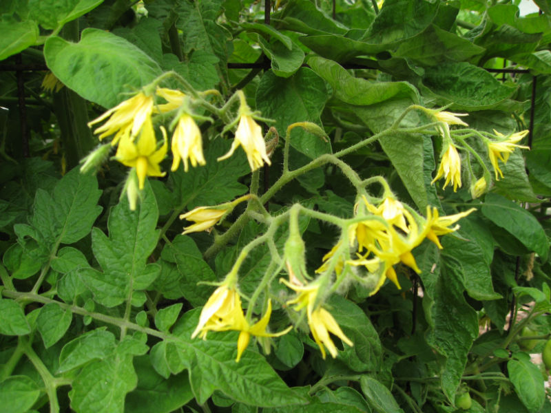 You are currently viewing Planting Tomatoes