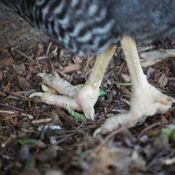 A Chicken and Her Cankles