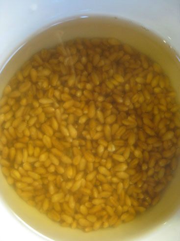 soakingwheatberries