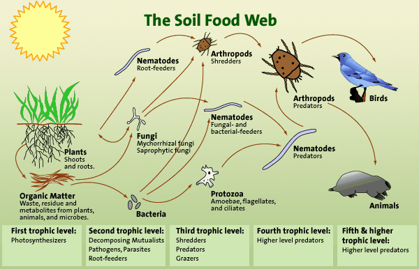 margay food web