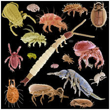 Soil Foodweb: It’s a Party In There