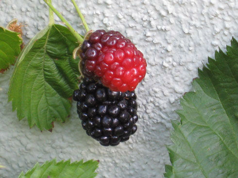 blackberries