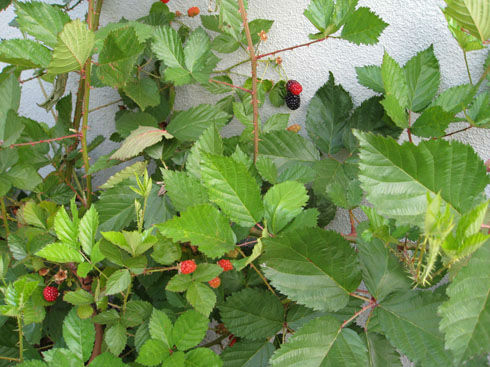 blackberrybush1