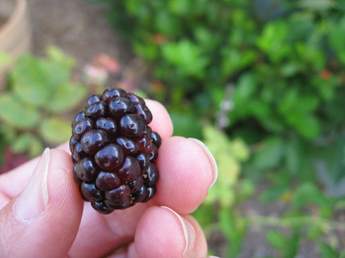 blackberrynotripe