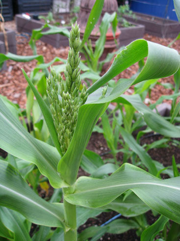 You are currently viewing Corn Tasseling Early?