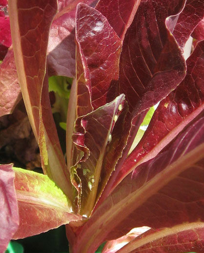 lettucewithaphids1