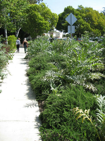 parkwayartichokes