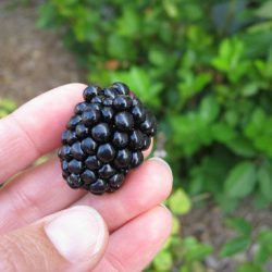 Harvesting Blackberries – Very Carefully