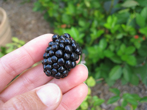 Read more about the article Harvesting Blackberries – Very Carefully