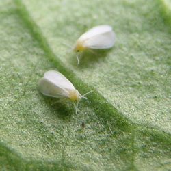 Ask Gardenerd: Bugs in my Cabbage