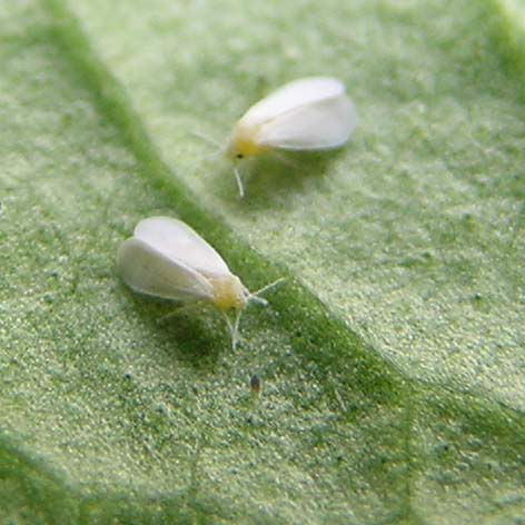 Read more about the article Ask Gardenerd: Bugs in my Cabbage