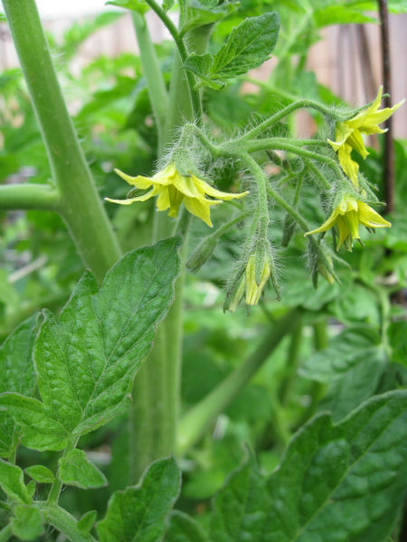 Tomato blossoms