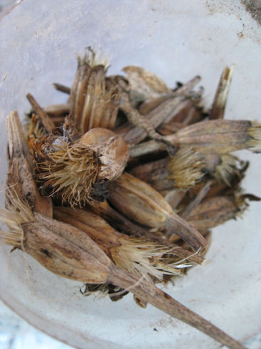 marigoldseedheads