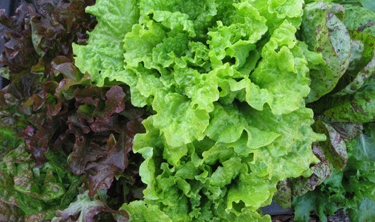 saladgreens1