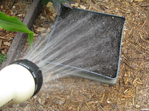 Read more about the article Ask Gardenerd: When to Water?