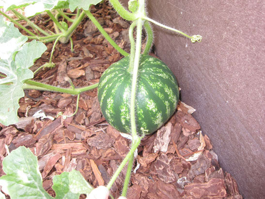 CrimsonSweetwatermelon1