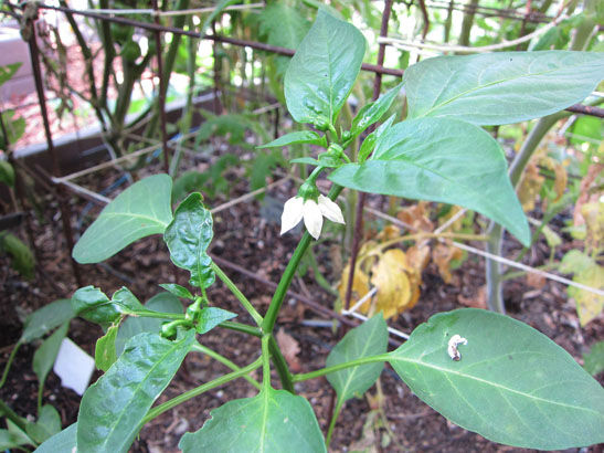 You are currently viewing Mid-Summer Garden Check-in