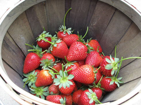 Read more about the article Strawberry Cobbler – Gluten-Free Version