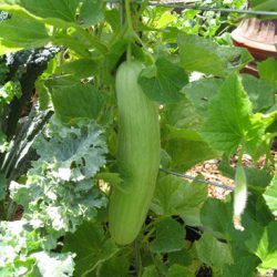 Growing Armenian Cucumbers