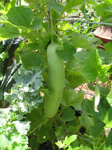 You are currently viewing Growing Armenian Cucumbers