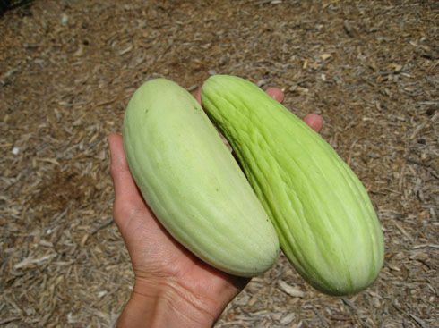 cucumberharvest