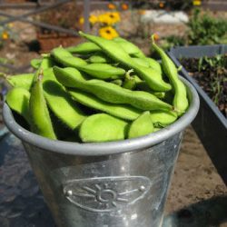 Harvesting Edamame