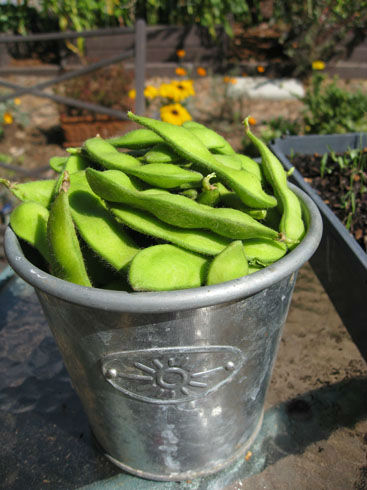 You are currently viewing Harvesting Edamame