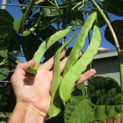 Harvesting Romano Beans