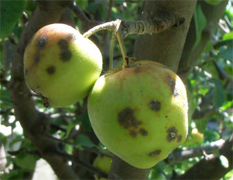 Read more about the article Dealing with Apple Scab