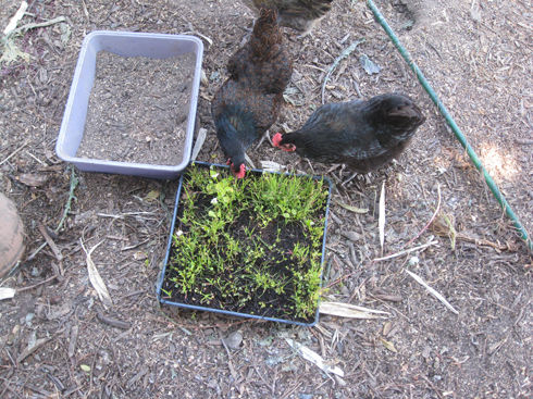 Read more about the article Chicken Forage Mix: The Feeding