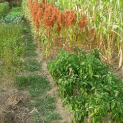 Margo and Dan’s BioIntensive Farm