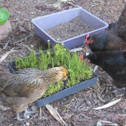 Ask Gardenerd: Growing Chicken Feed